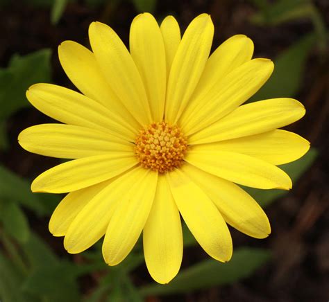 Single Yellow Daisy Like Flower Up Close Photograph By Kathy Laberge