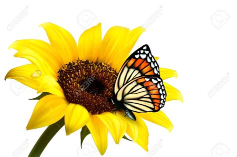 Thank You Clipart Sunflower Butterfly Clipground