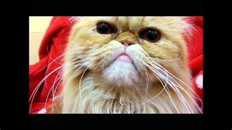 Funny Cat Cute Kitten Singing Youtube