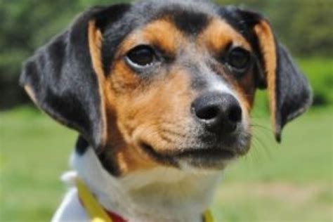 Rat Terrier Beagle Mixes Raggle Origin Needs And Issues