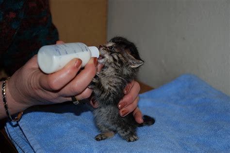 Yeni Doğan Kedi Bakımı Nasıl Yapılır