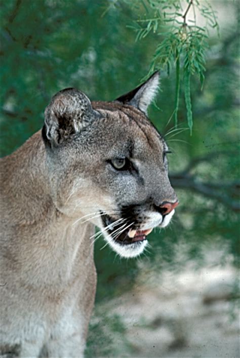 Basketball Violet Et équipe Are Pumas And Mountain Lions The Same Tuile