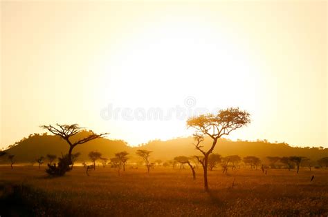 Serengeti Savannah In Morning Light Stock Image Image Of Rise Road