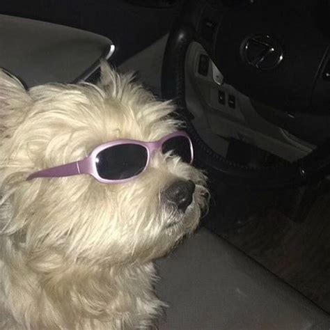 A Small Dog Wearing Sunglasses While Sitting In A Car
