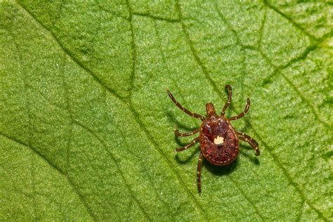 Cdc Says A Rare Red Meat Allergy Triggered By Tick Bites Is Becoming