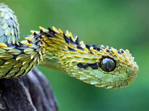 Green Pit Viper Snake In Blur Green Background 4k Hd Animals Wallpapers