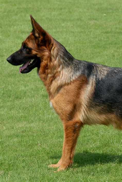 Pure Breed Champion German Shepherd Dog In Show Stand On Green Grass