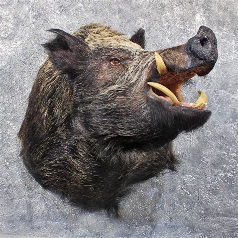 Pin By Daviper On Taxidermy And Wildlife Deco Wild Boar Boar Hunting