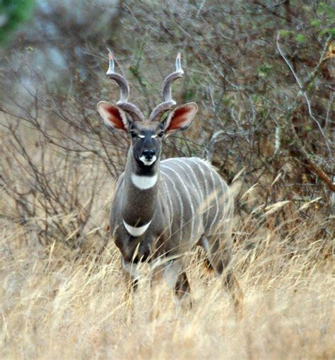 Do you want to make less mistakes in english? Lesser kudu - Alchetron, The Free Social Encyclopedia