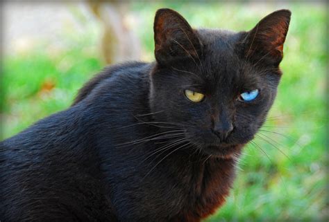 Similar to the white and black pool ball.; Black cats are awesome, here are 32 of them!