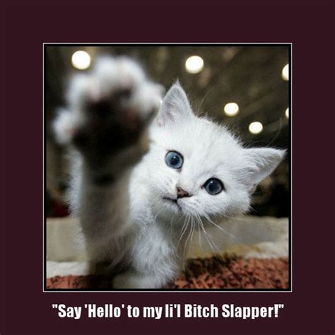 Say Hello Funny Cat Memes Cat Memes Funny Cats