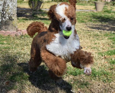 White lab puppies coming in 2015! We raise these DEEP RED RED PARTI poodles in texas! www ...