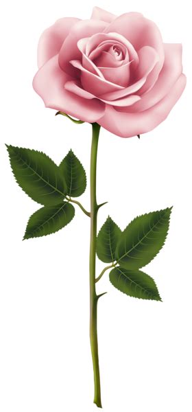 Pink Rose Png Clip Art Image