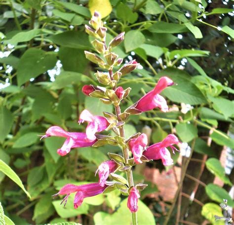 Salvia Amante Victorian Salvia Study Group