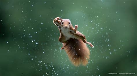 The Winners Of The Comedy Wildlife Photography Awards Are