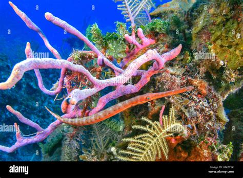 Biscayne National Park Coral Hi Res Stock Photography And Images Alamy