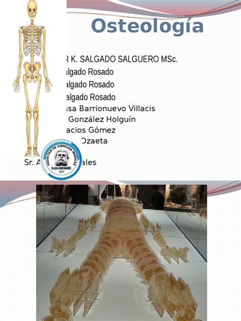 Osteologia Generalidades Clasificacion De Los Huesos Pdf Hueso