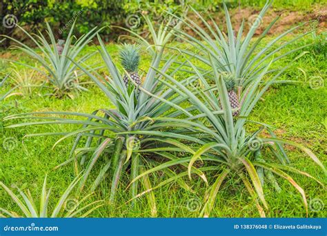 Pineapple Tropical Ripe Fruit Growing In Garden Stock Photo Image Of