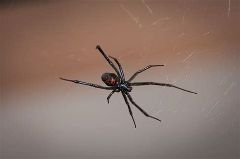 Die schwarze witwe (latrodectus mactans, black widow) ist eine der giftigsten spinnen der welt. Das sind die giftigsten Spinnen der Welt!
