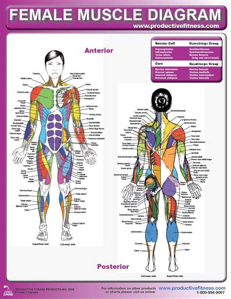 Amazoncom the muscular system anatomical chart poster print. Female Muscle Diagram - There's a lot of muscles that you ...