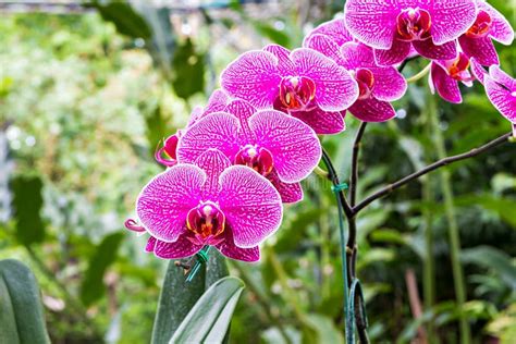 Magenta Orchid Flowers Stock Image Image Of Romantic 58388301