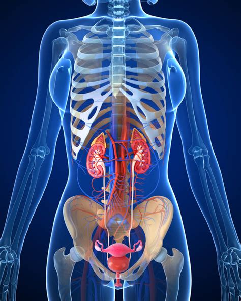 Anatomy Of Female Urinary System Kidney Cancer Support