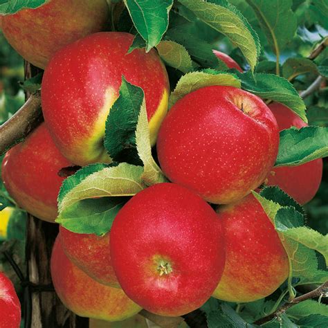 The meaning of this metaphor is that, evidence (fruit) is inadmissible if it has been obtained as a result of illegal search, arrest and coercive interrogation (i.e. Gourmet Fruit Trees - Apple - All Fruit Trees - Fruit ...