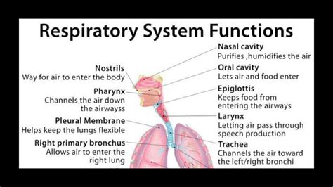 Respiratory System Organs And Functions Youtube