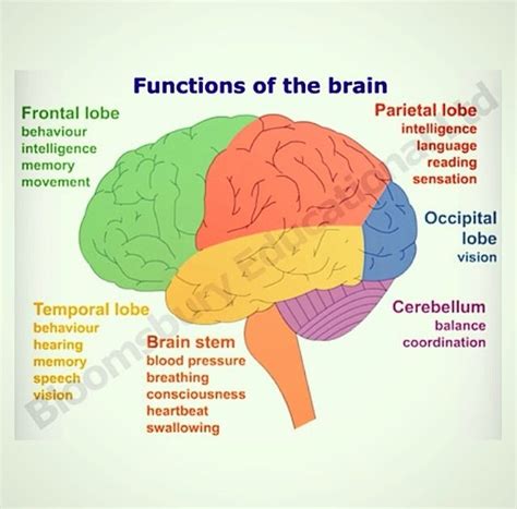 Functions Of Brain Brain Anatomy And Function Brain Diagram Brain