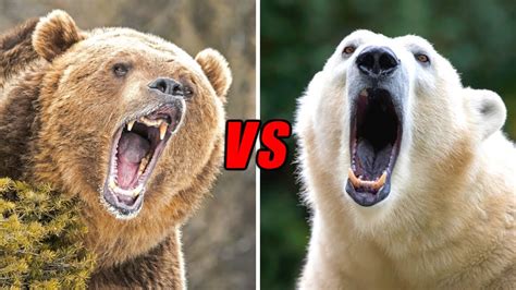 Grizzly Bear Vs Polar Bear Who Would Win Youtube