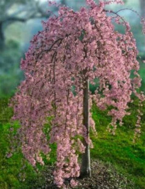 Pink Snow Showers Weeping Cherry Plants Weeping Cherry Tree Garden