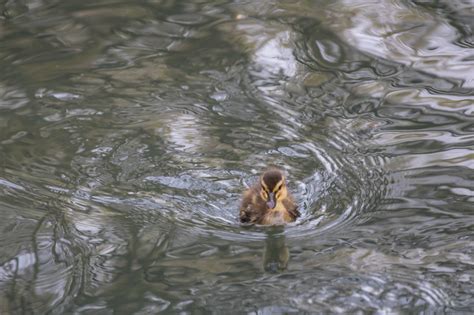 Wallpaper Reflection Wildlife Duck Pond Wetland F Gel Duckling