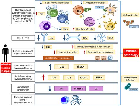 Frontiers Sepsis—pathophysiology And Therapeutic Concepts