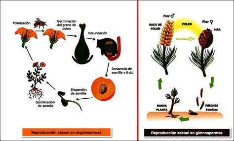 Mapa Conceptual De Las Plantas Angiospermas Y Gimnospermas Png