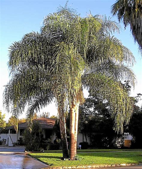 Queen Palm Grows Well In Redlands Redlands Daily Facts