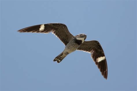 Common Nighthawk Bird Gallery Houston Audubon