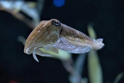10 Unique Characteristics Of Squid Wildlife Informer
