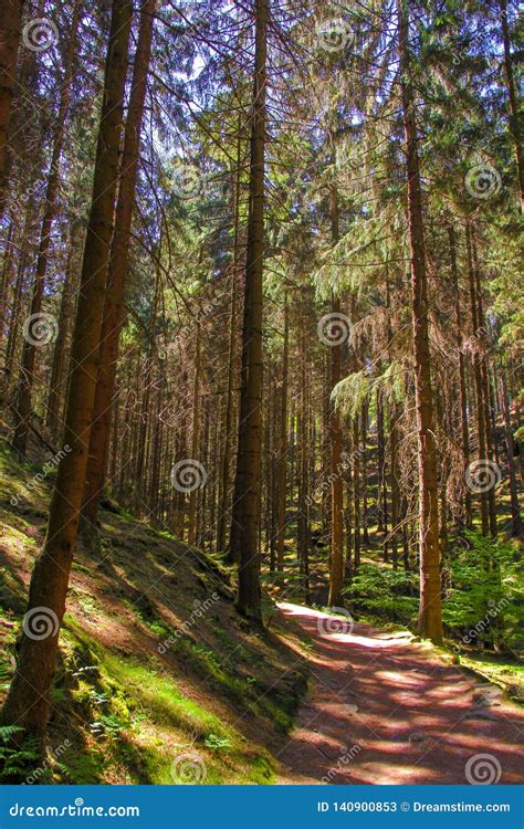 Footpath In Summer Green Forest Czech Republic Stock Image Image Of