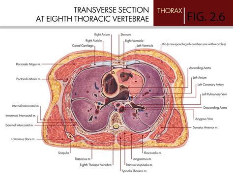 Transverse Section At The Eighth Thoracic Vertebra By Keisee On Deviantart
