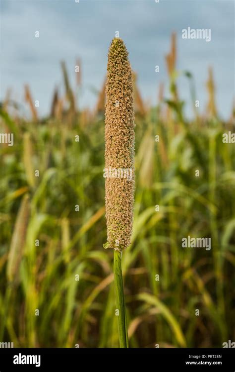 Ragi Millet Hi Res Stock Photography And Images Alamy