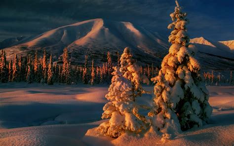 Winter Forest Nature Landscape Mountain Trees Snow
