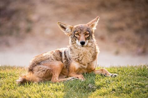 What Do Coyotes Eat Interesting Animal Facts