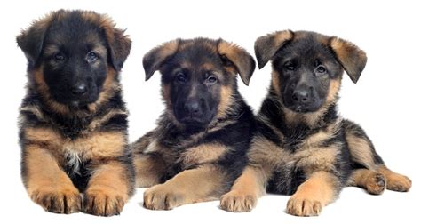 This is the newest place to search, delivering top results from across the web. Best Dog Food For German Shepherds (2019) - Puppies & Adults