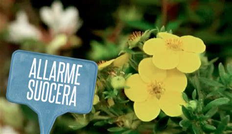 Medico, gatto, strumento, assegno, dolore. Fiori da regalare per… il compleanno della suocera - LEITV