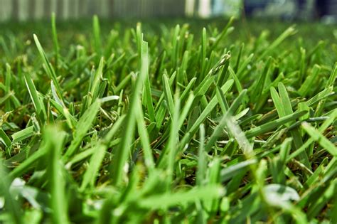 8 Types Of Grass Found In Australia Common Grass Types Myhometurf
