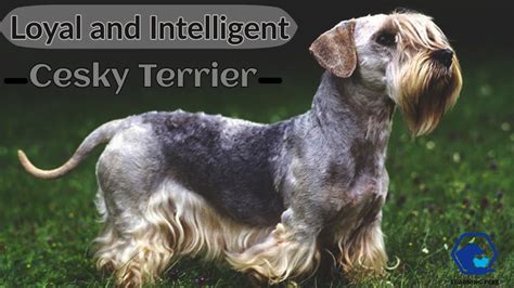 Cesky Terriers Cesky Terrier Dog Breed All Characteristics And Facts