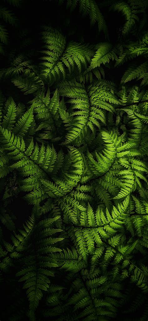 Iphone Green Nature Hd Wallpapers Wallpaper Cave