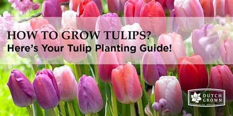 Tulip Planting Guide How To Plant Grow And Care For Tulips Planting