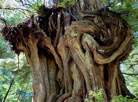 Big Cedar Tree An Olympic National Park Hidden Gem
