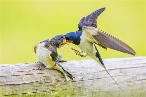 Barn Swallow Feeding Young Monmouthshire Wales Uk Photograph By Phil